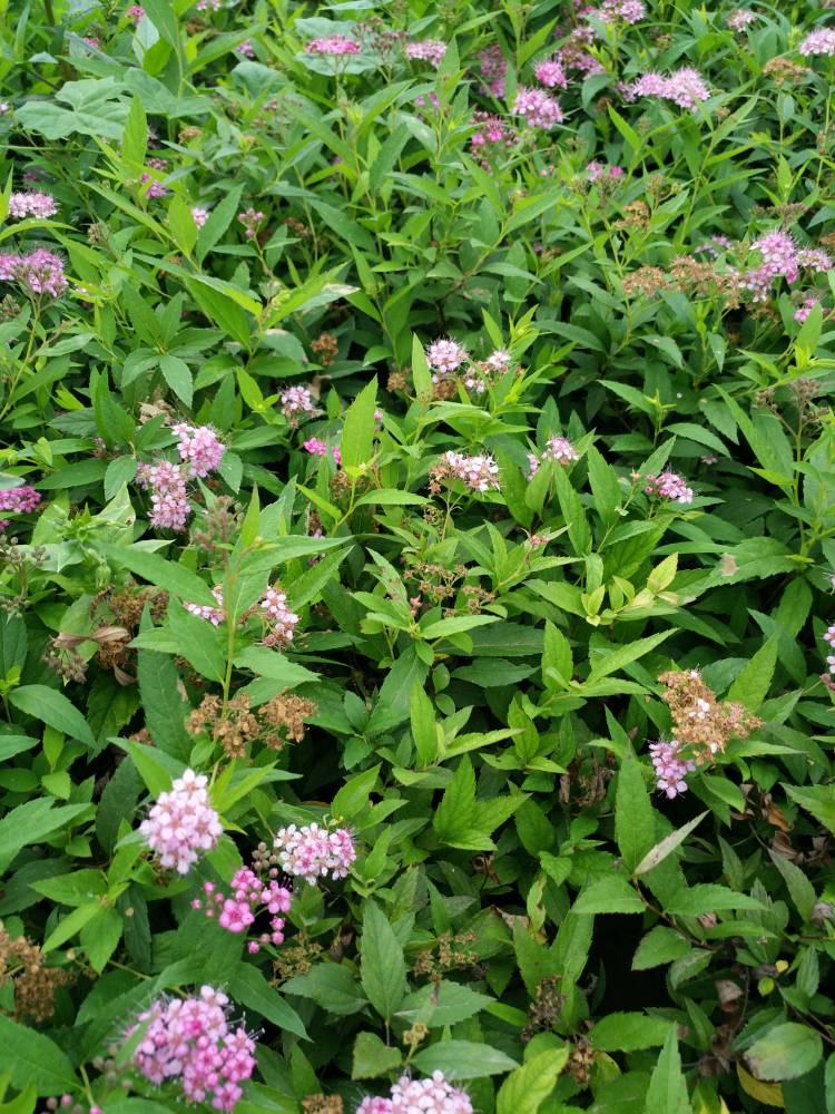 绿篱苗40公分高绣线菊价格50公分高绣线菊价格批发算多少钱一株