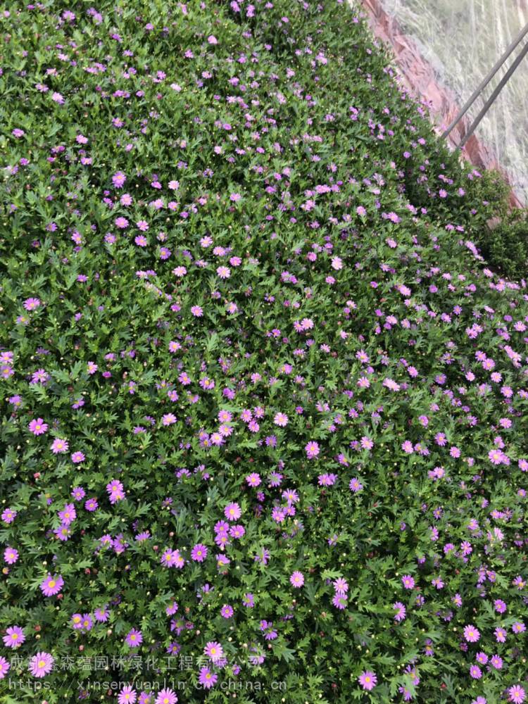 重庆批发姬小菊工程苗的地方在这里哦草花小苗基地出售