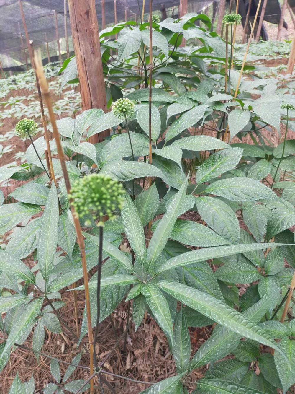 文山野生三七中药黑三七苗黑三七种子新鲜黑三七种植基地