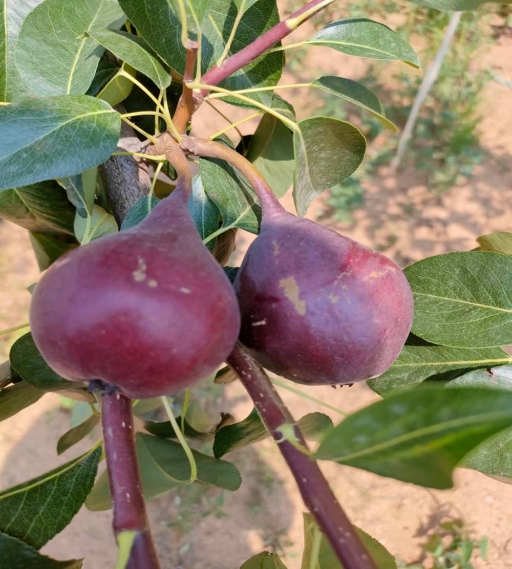 红肖梨8月份成熟的果树苗梨树苗资讯西瓜凤梨树小苗多少钱一株