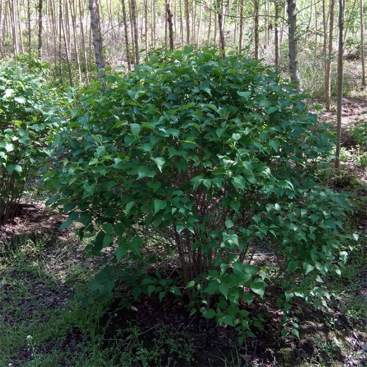 出售紫丁香花球庭園廠礦區綠化美化苗木景區觀賞花卉植物圖片