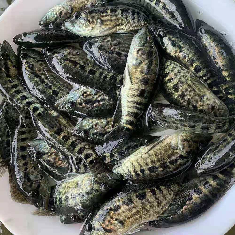 淡水石斑鱼苗白斑鱼苗东星黑石斑花斑鱼苗