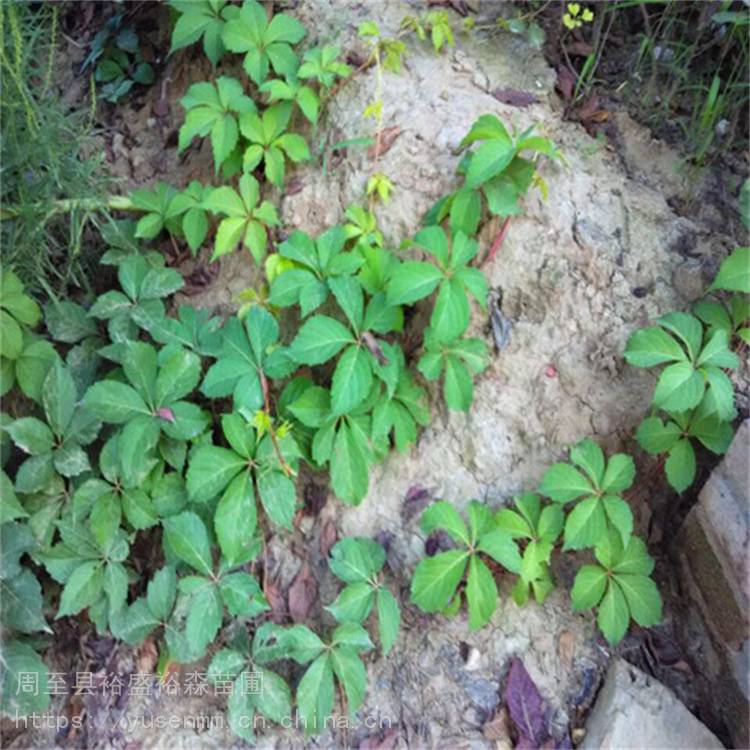 固原苗子爬墙虎直径 爬藤盆栽植物 爬山虎苗圃