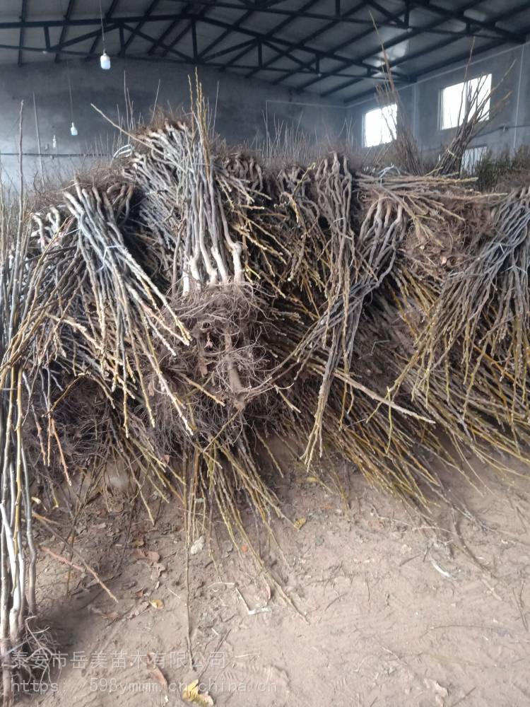 4公分嫁接核桃树苗山东4公分嫁接核桃树苗价位