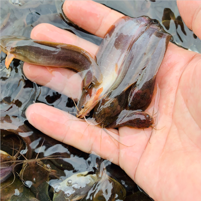 鲜活本地塘虱鱼苗埃及塘角鱼苗养殖场塘虱鱼苗基地批发