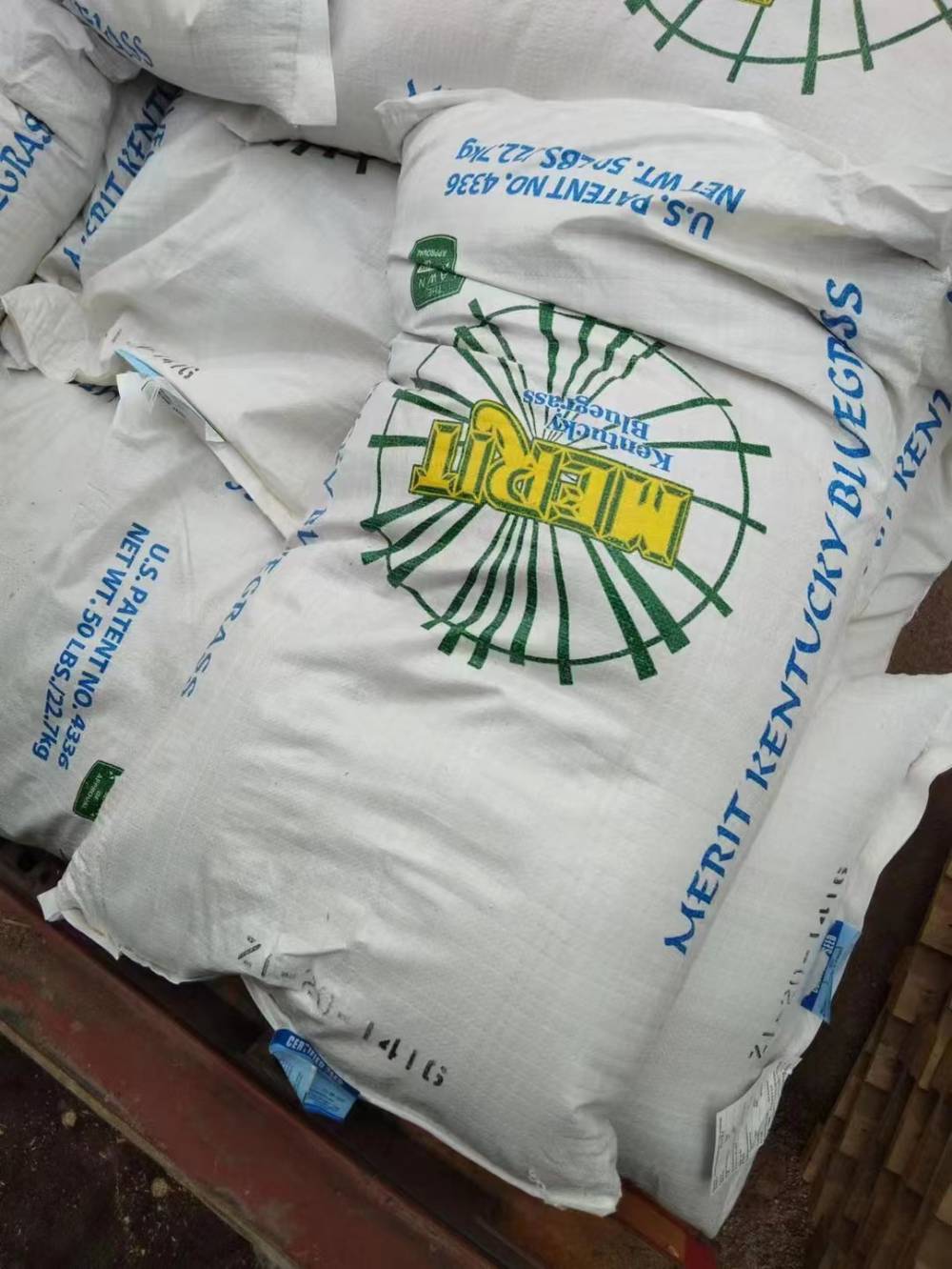 风铃草混色花种子高羊茅早熟禾混合草籽老人葵棱角丝瓜