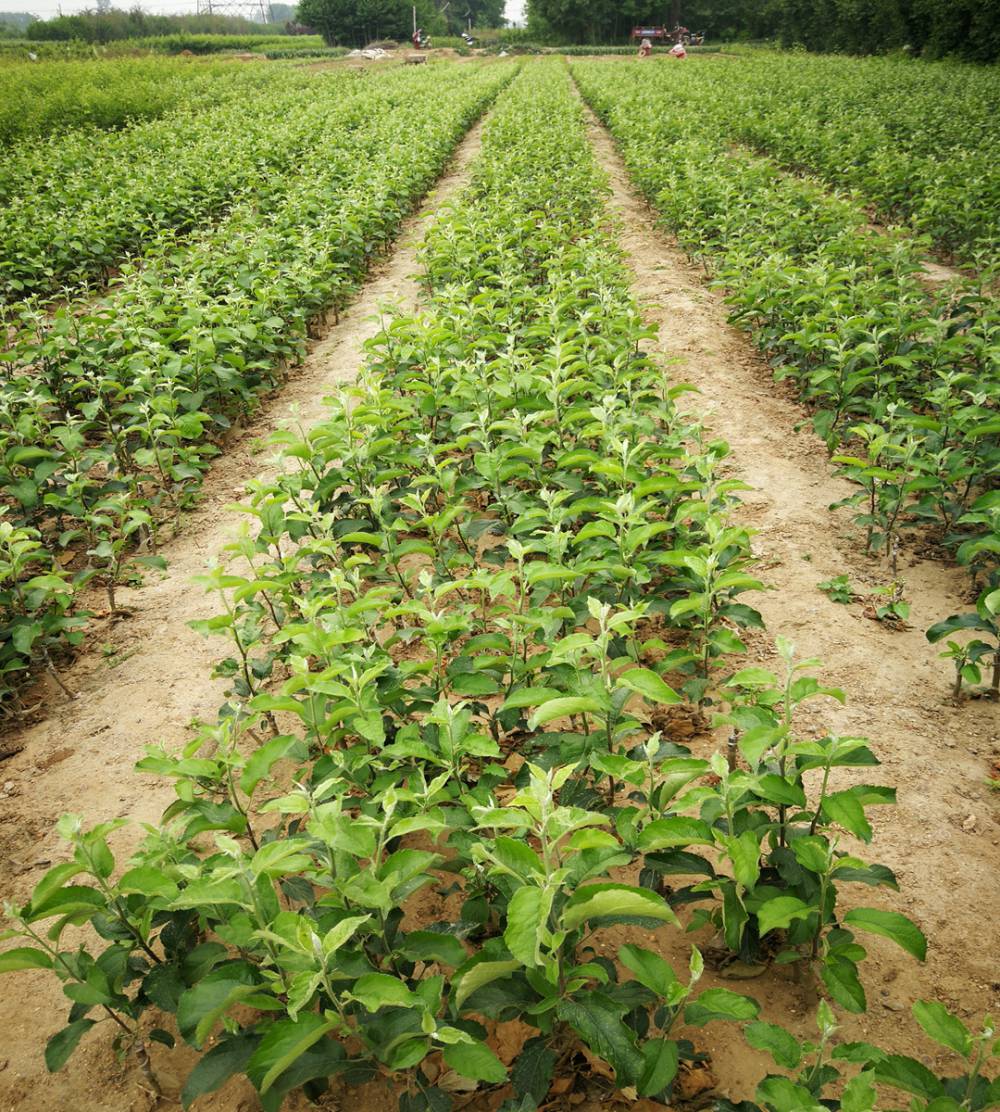 夏红苹果苗欢迎来电新品种珊莎苹果苗