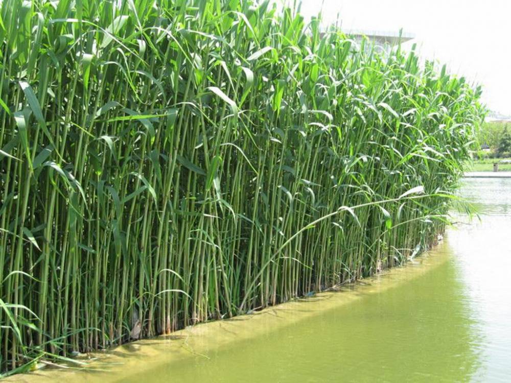 供应四川成都芦苇苗成都香蒲苗成都芦苇香蒲种苗芦苇香蒲价格芦苇香蒲