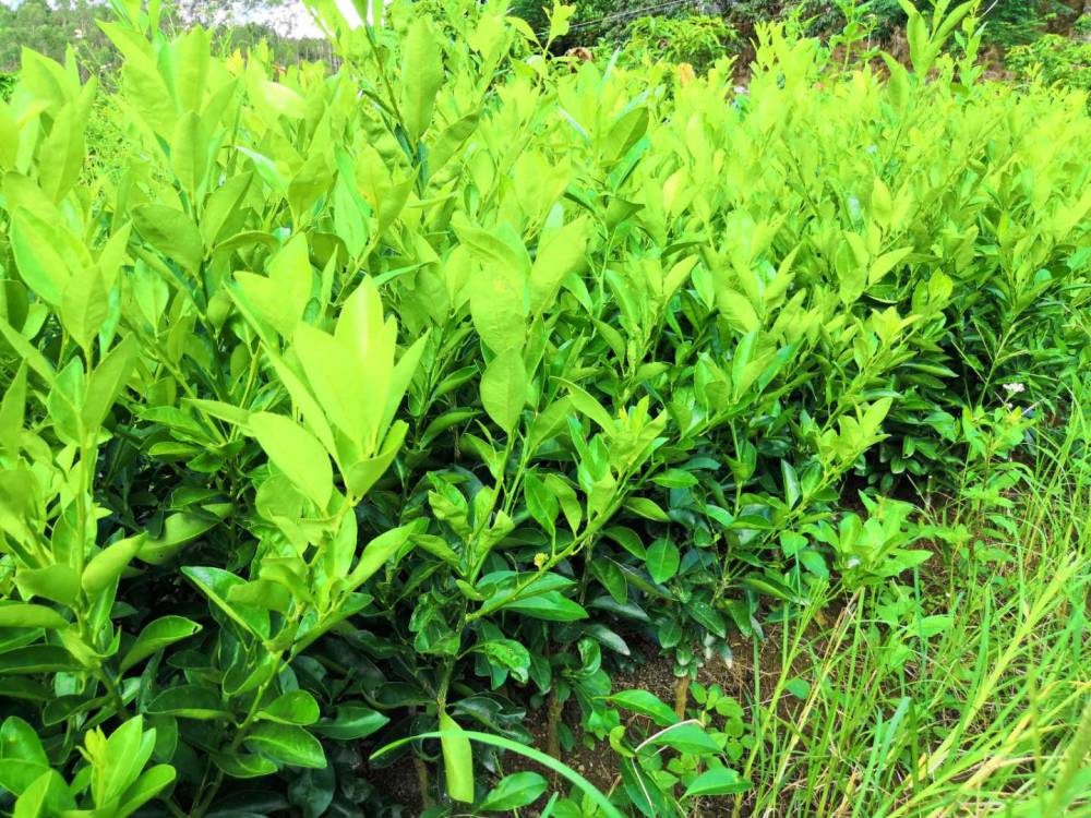 青金桔苗海南公孙桔四季青金桔苗