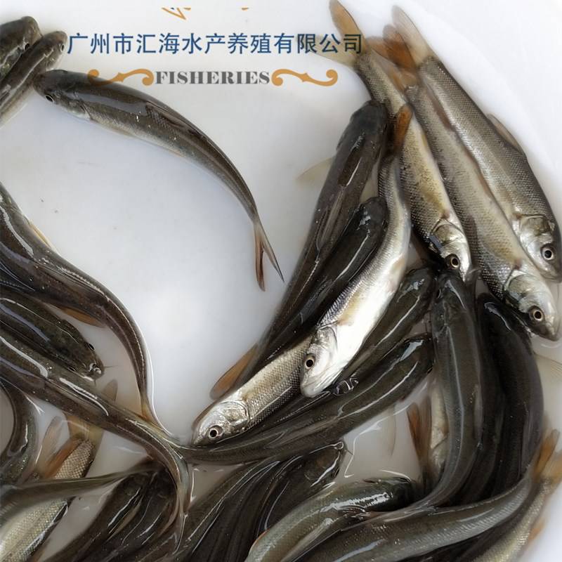 银鳕鱼苗批发 大鳞耙鱼苗价格 乌国鱼苗