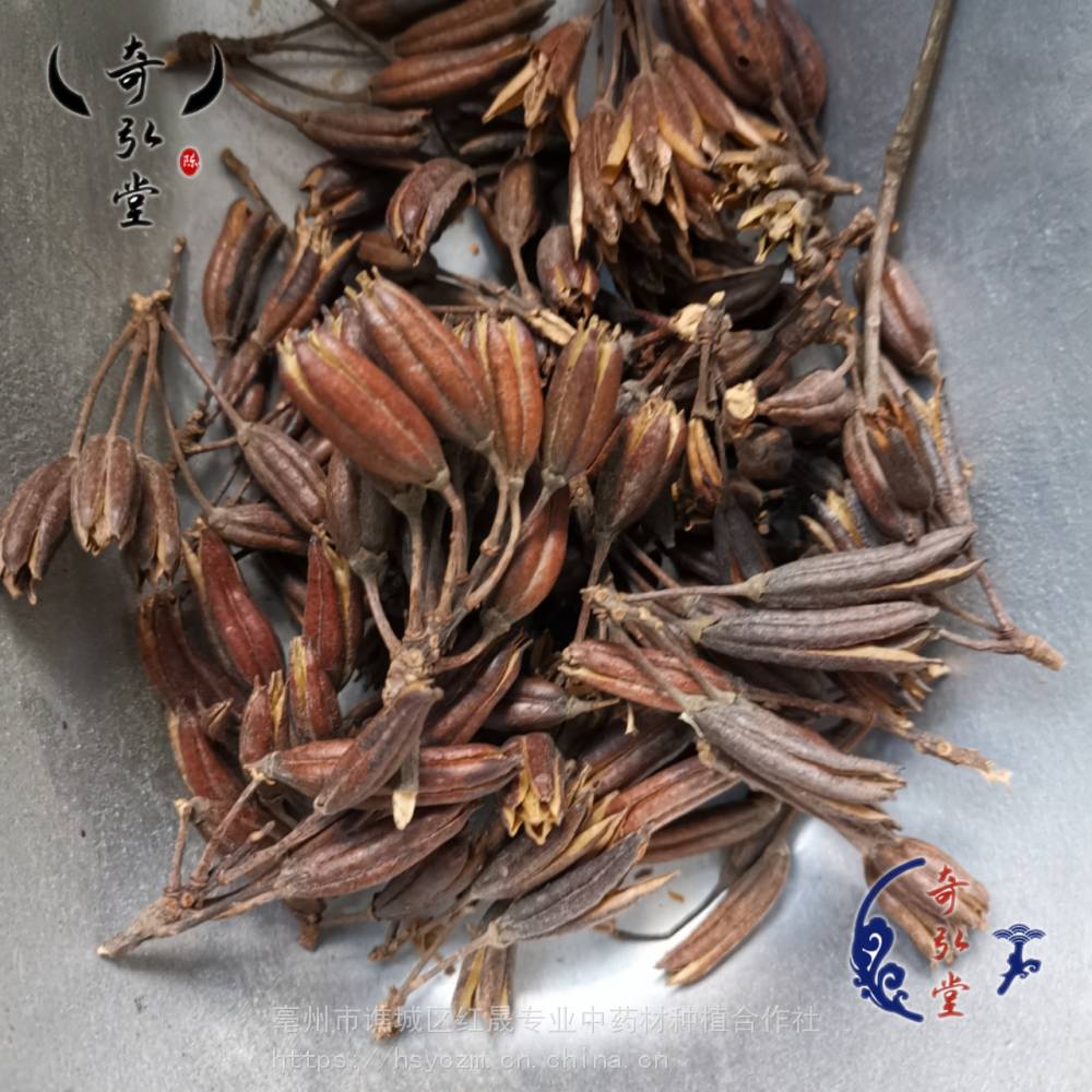 野生六轴子价格是多少