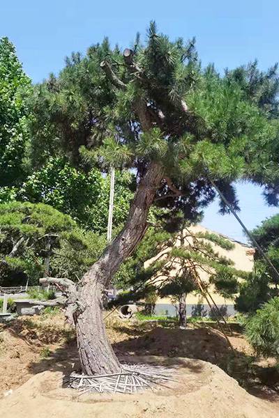 4米造型油松基地-广东4米造型油松-盈泰北美冬青