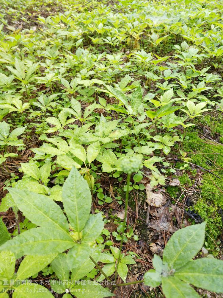 信阳巩义三门峡竹节参野三七种植基地