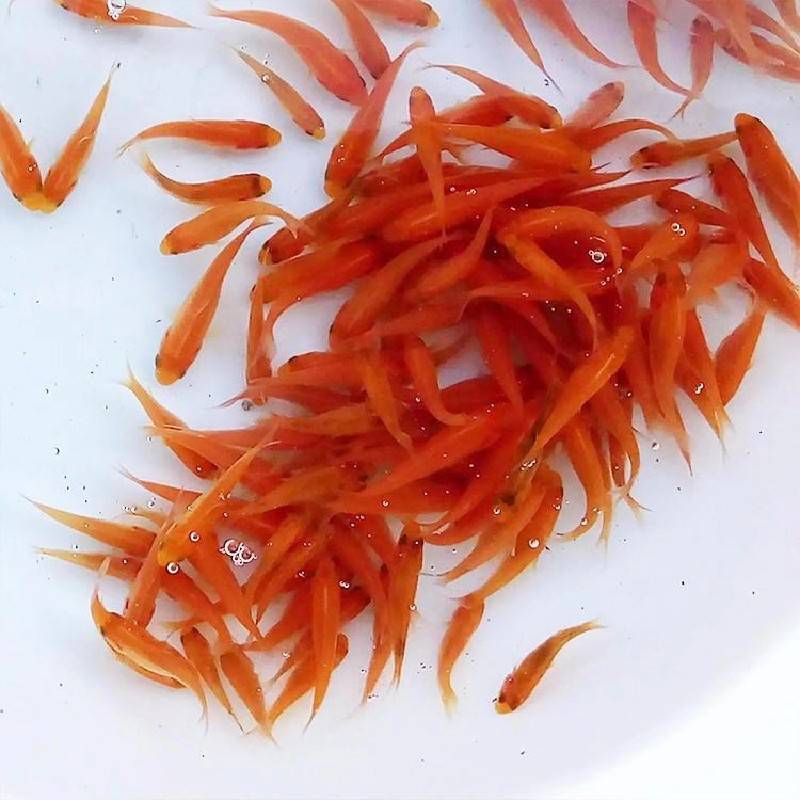 宏业网箱养殖无病害淡水红鲤鱼鱼苗红鲤鱼鱼苗批发报价