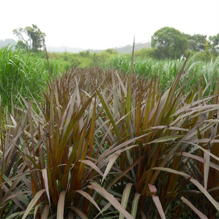 基地出售紫叶象草大小杯苗盆苗加仑苗美植袋苗庭院小区城市道路绿化