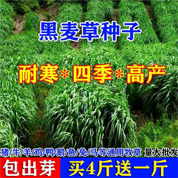 远近***常青草种草籽专卖店批发混播草草籽草种籽