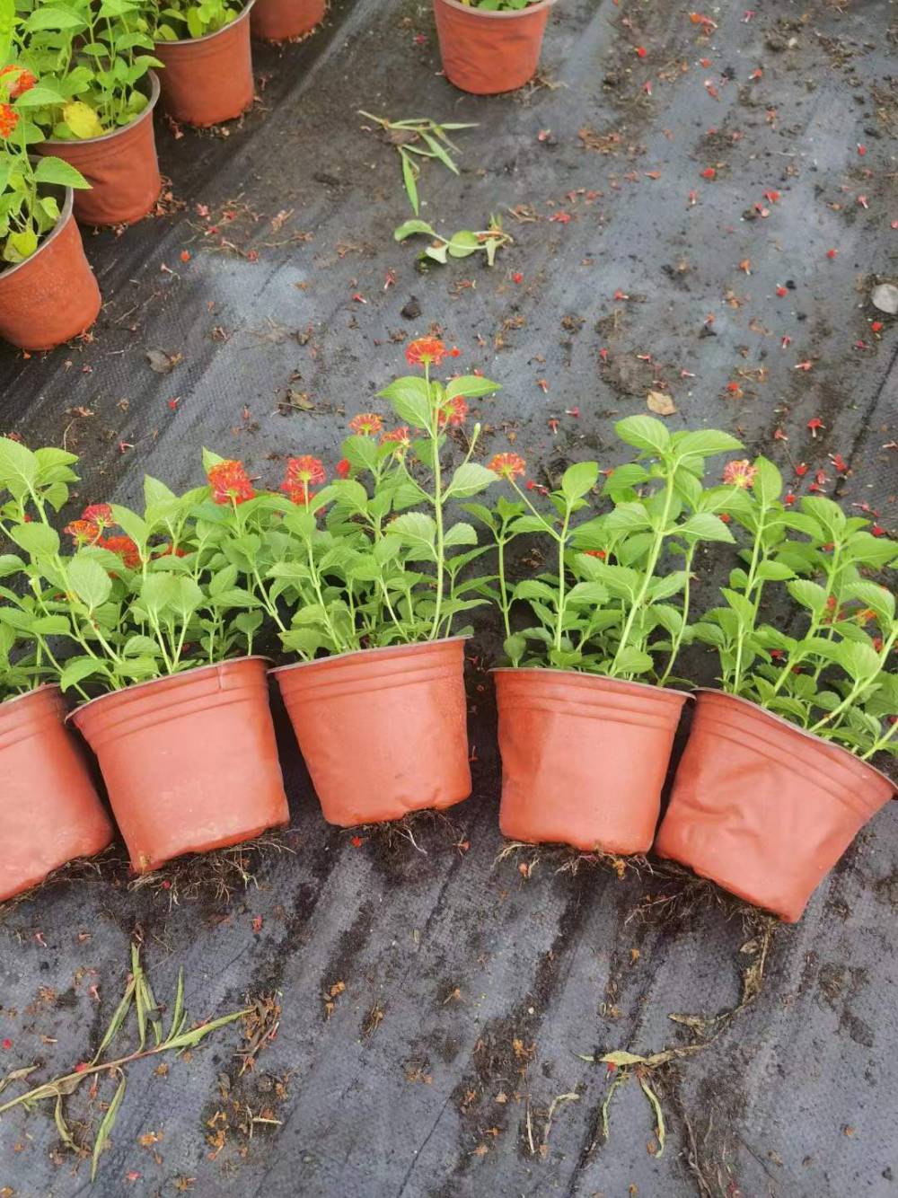 五色梅基地马樱丹批发出售五色梅小杯苗