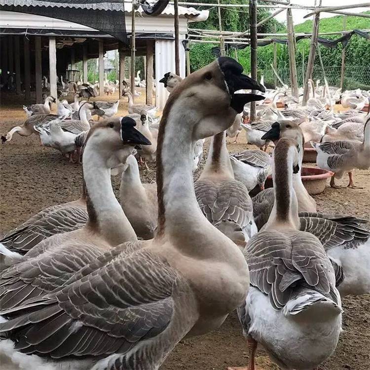 供應純種獅頭鵝種鵝脫溫苗獅頭鵝種蛋可孵化