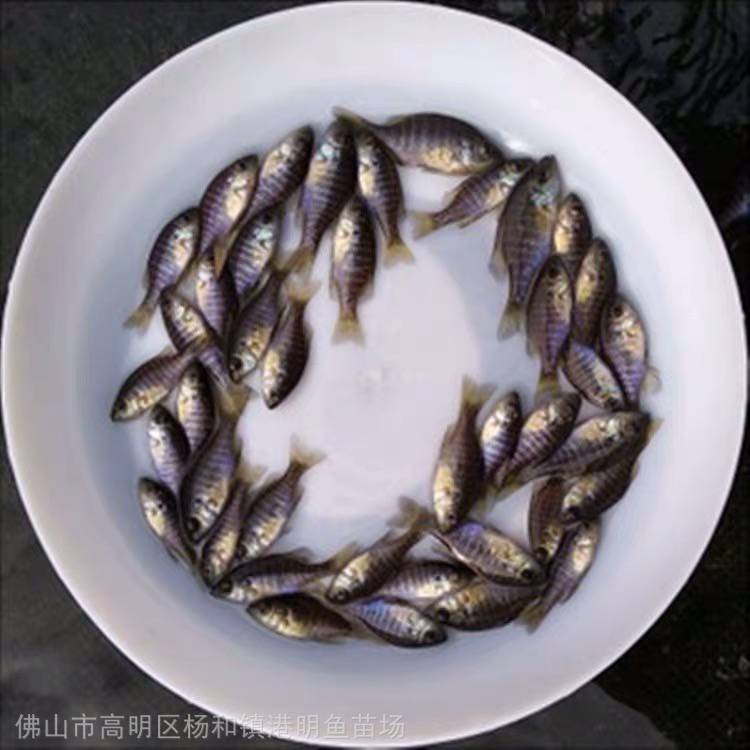 提供绿色太阳鱼苗养殖蓝鳃太阳鱼苗好品种全国包邮图片