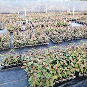 【桉树苗 组培苗 桉树24号 26号 28号 29号 广9 速生桉 营养杯苗】