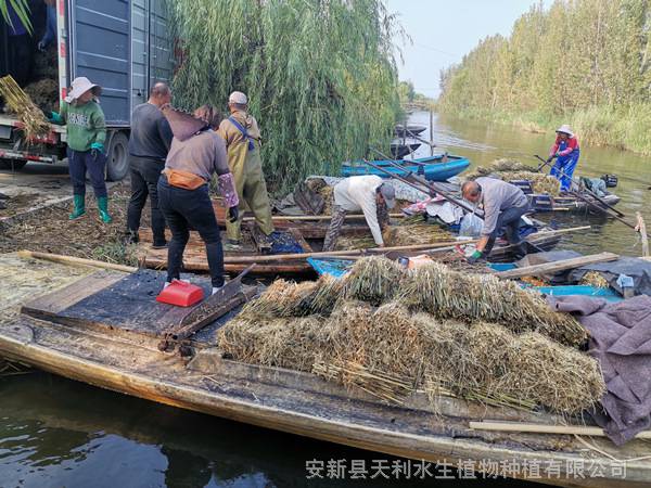 水生植物芦苇苗,水体绿化景观工程苗,负责施工包成活