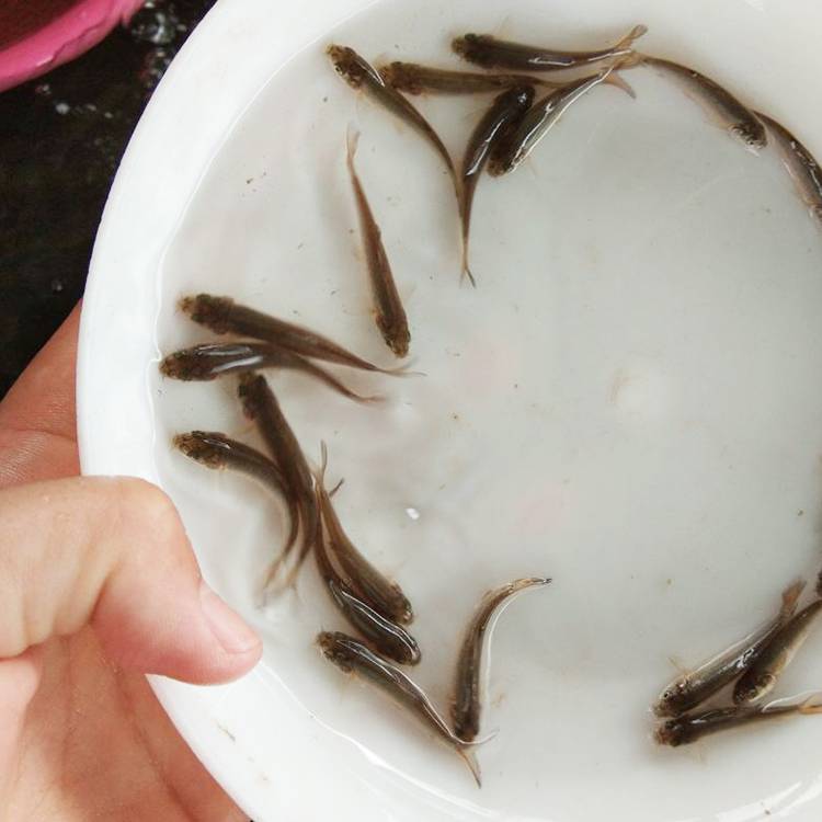 广州供应淡水银鳕鱼苗大鳞鲃鱼苗各种淡水鱼苗出售批发