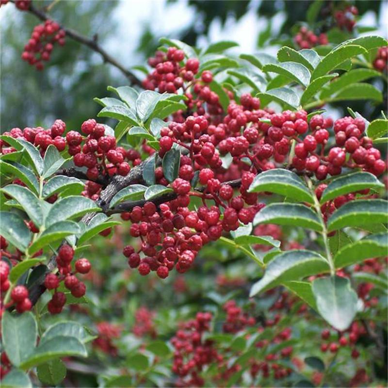 1米狮子头花椒苗盛鸿园林苗木集散地狮子头花椒苗大型批发基地