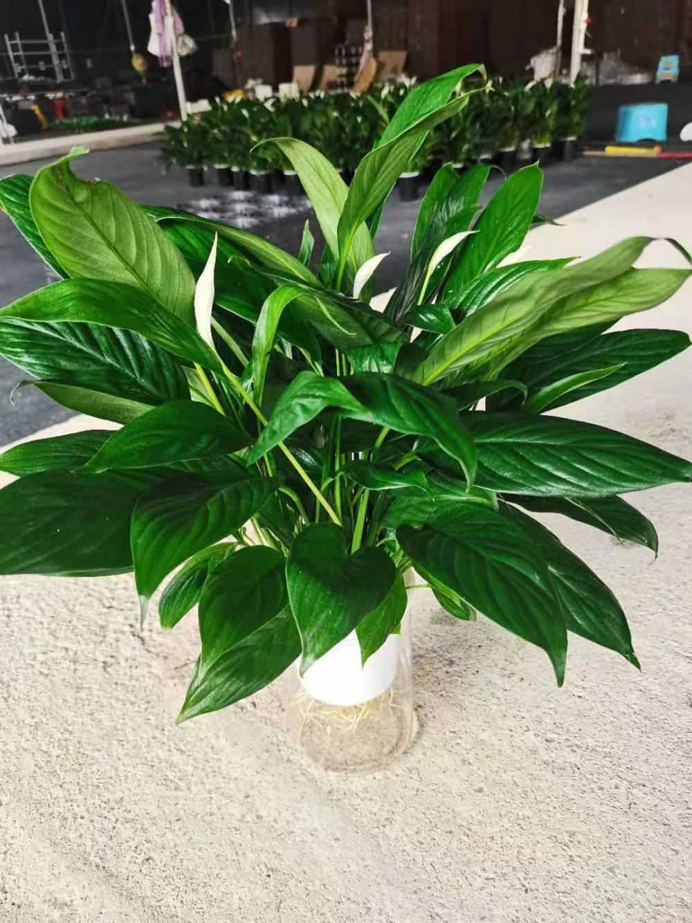 【批发开花盆栽美酒白掌一帆风顺盆栽花卉基地促销美酒白掌路路发水晶