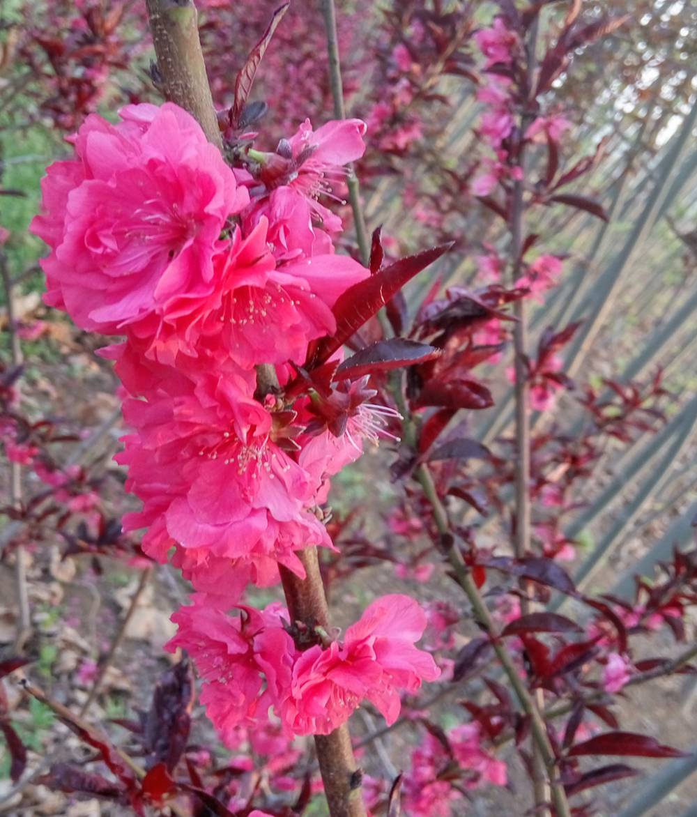 紫叶碧桃苗抗寒性能好南北种植树苗基地白花碧桃苗北方表现好
