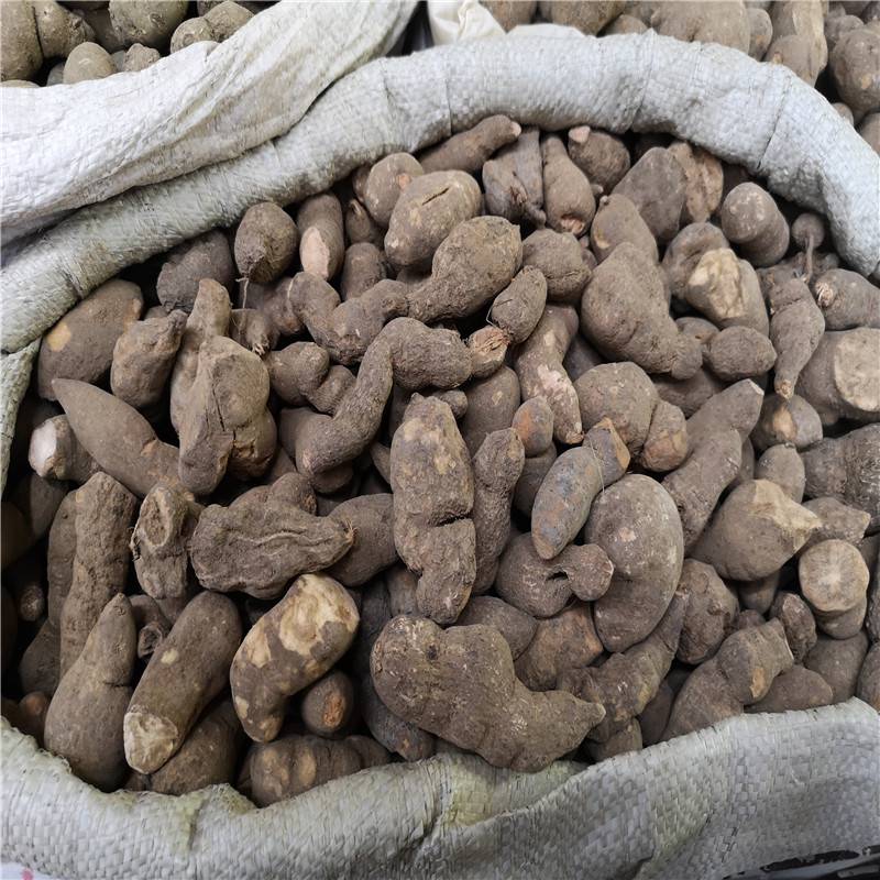 野生石猴子的功效石猴子多少钱一斤