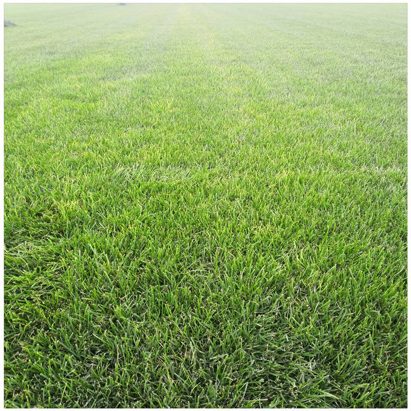 四季青草坪哪里有卖的适合北方种植的草坪品种冷季型草皮