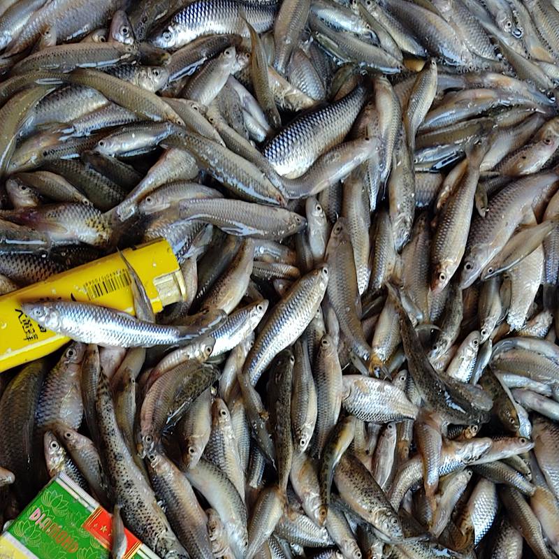 全年收购淡水小杂鱼大量收购各种淡水鱼上门大量收购鲫鱼