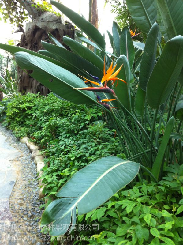 批发鹤望兰 金色鹤望兰