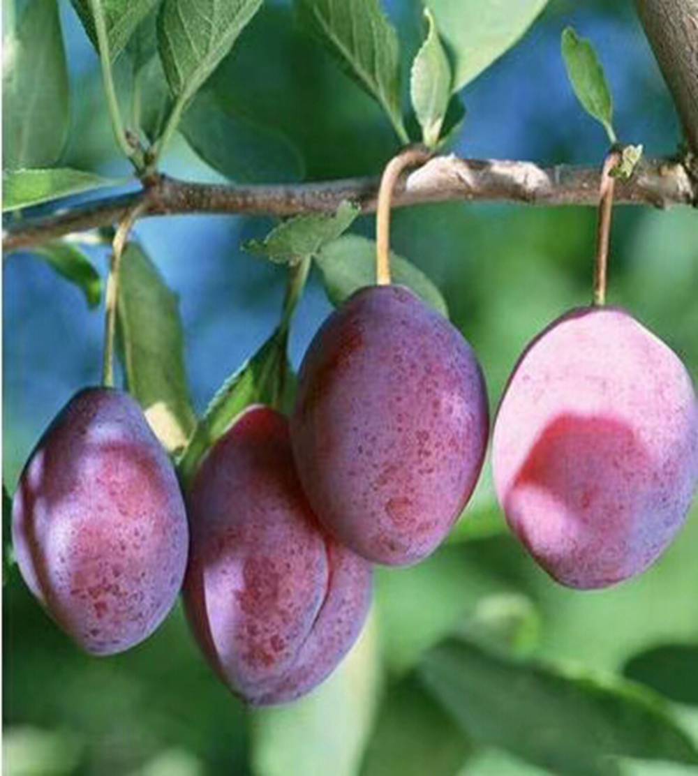 3厘米2021年种植苍山杏梅丰产】价格_厂家 - 中国供应商