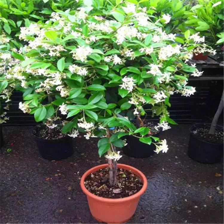 黄木香红木香白木香小叶扶芳藤苗爬山虎盆苗多年生盆栽地栽苗