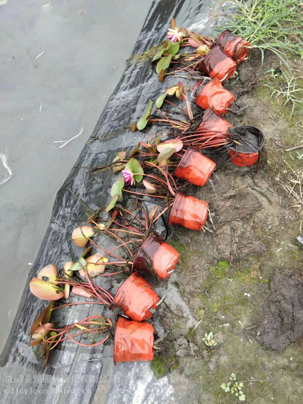 睡莲基地四川睡莲杯苗14杯睡莲批发睡莲双色杯红花睡莲