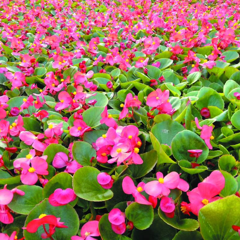 绿色花卉四季海棠绿植植物