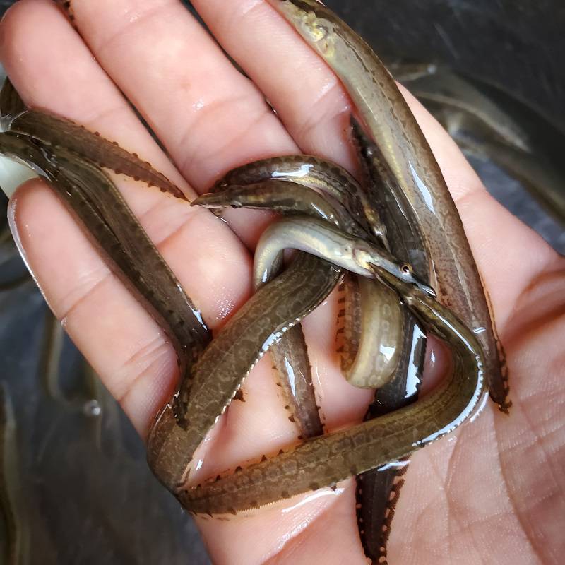 刺鳅鱼苗 钢鳅鱼苗 刀鳅鱼苗 纳锥鱼苗 淡水鱼苗批发
