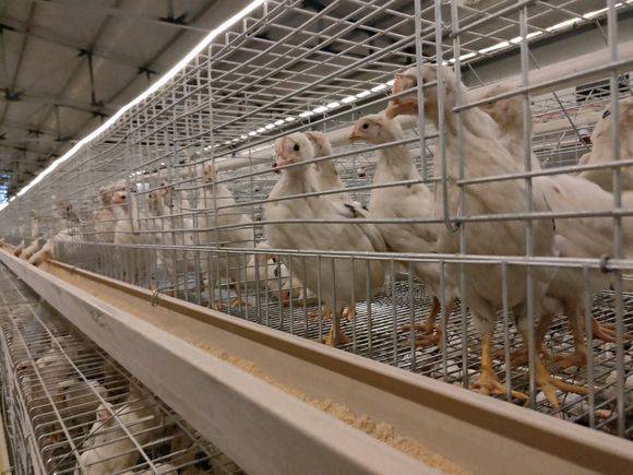 广东汕头55105天蛋鸡青年鸡养殖出售汕尾海兰褐海兰灰青年鸡批发供应