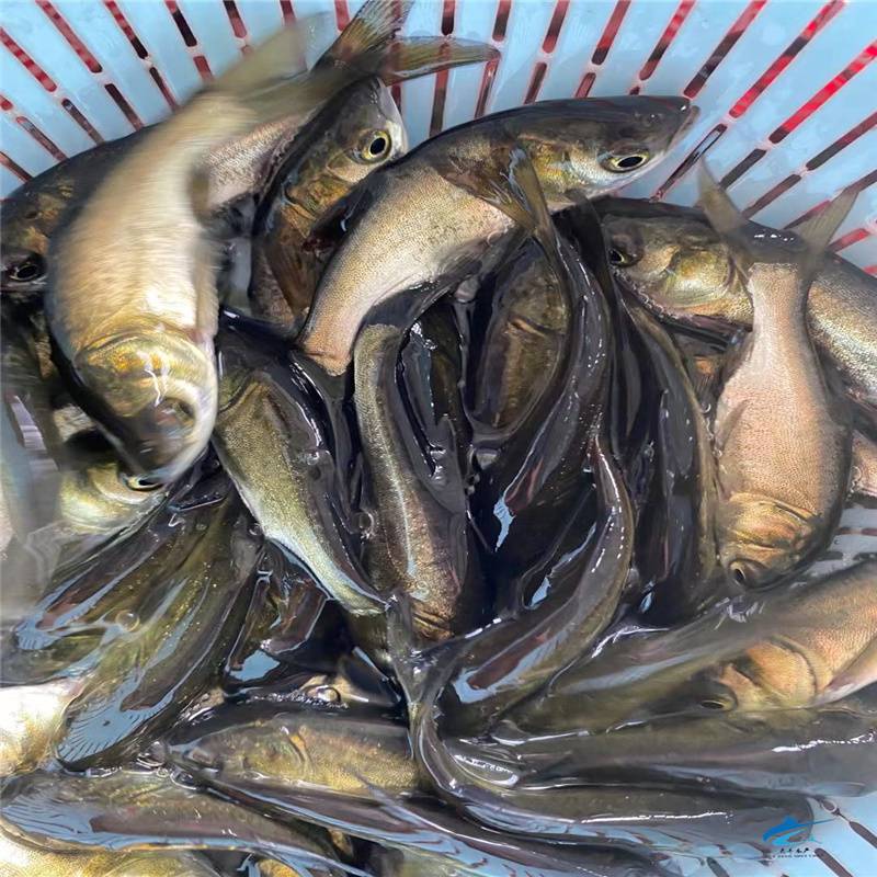 俄罗斯金大头鱼苗养殖技术红金鳙鱼苗基地青海红大头鱼苗