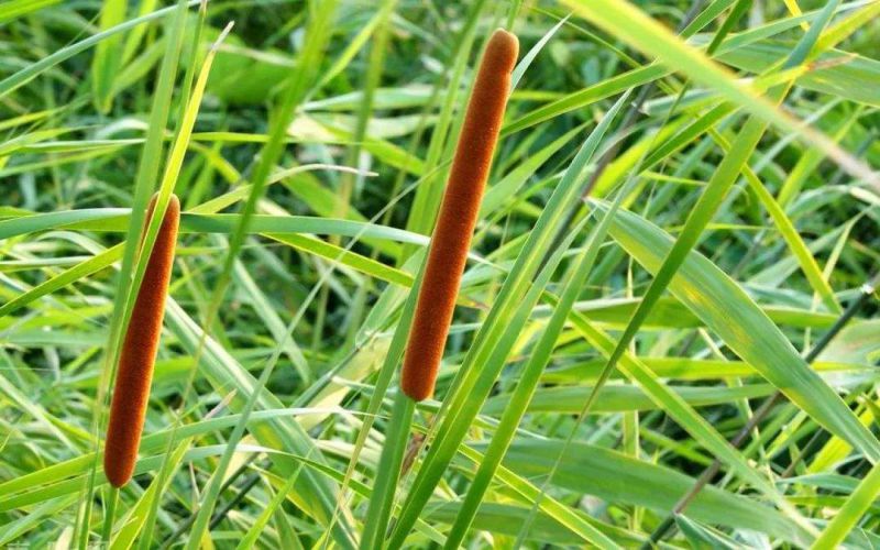 四川大量批发花叶香蒲种植基地丨营养袋苗花叶香蒲繁育基地