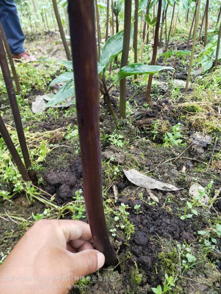 这种神奇药用植物七叶一枝花药材种植行业一匹黑马价格不断上涨很多人