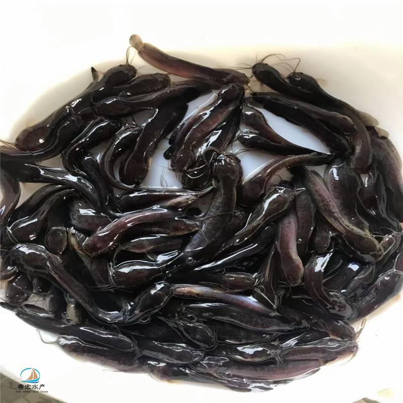 廣東地區供應埃及塘鯴魚苗塘角魚苗魚鬍子鯰魚苗生長速度快易養殖