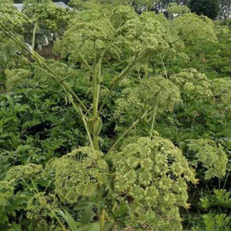 白芷投入白芷種植全國低品種全