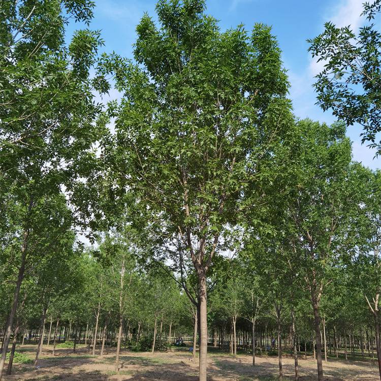 【八公分白蜡-原生白蜡-基地出售-种类***】价格_厂家 - 中国供应商