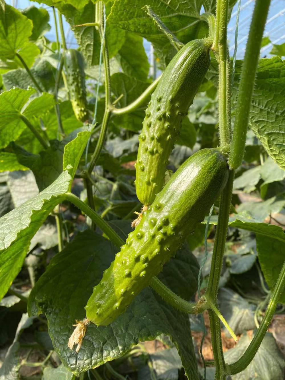 【未来103旱黄瓜种子】视频介绍 - 中国供应商