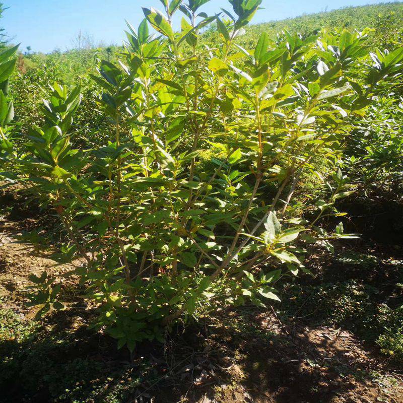 40公分映山红树苗直销 映山红产地