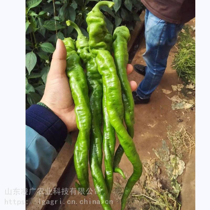 陇椒3794瑞克斯旺原包装博陇3794陇椒种子螺丝椒苗子