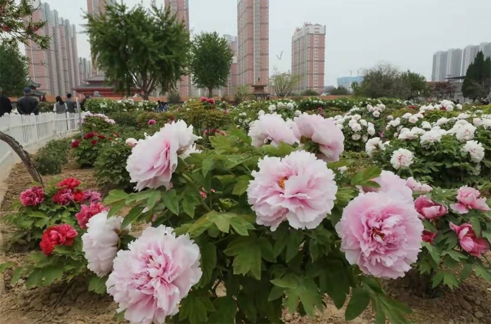 花艺展出租 造浪机租赁 设备出售制作供应商