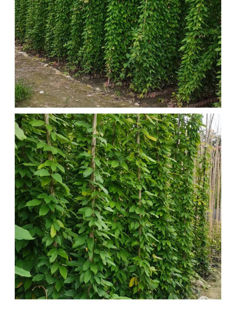 湖南45米长油麻藤苗批发长沙油麻藤杯苗批发湖南油麻藤种植基地袋苗